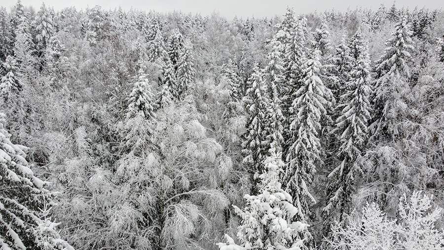    Фото: ТАСС/Василий Федосенко
