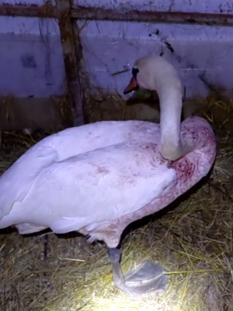     Фото: центр реабилитации диких животных "Феникс"