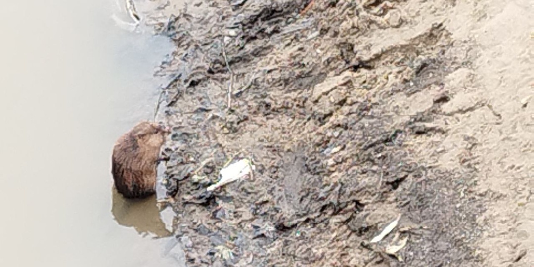 На Москва-реке замечена ондатра