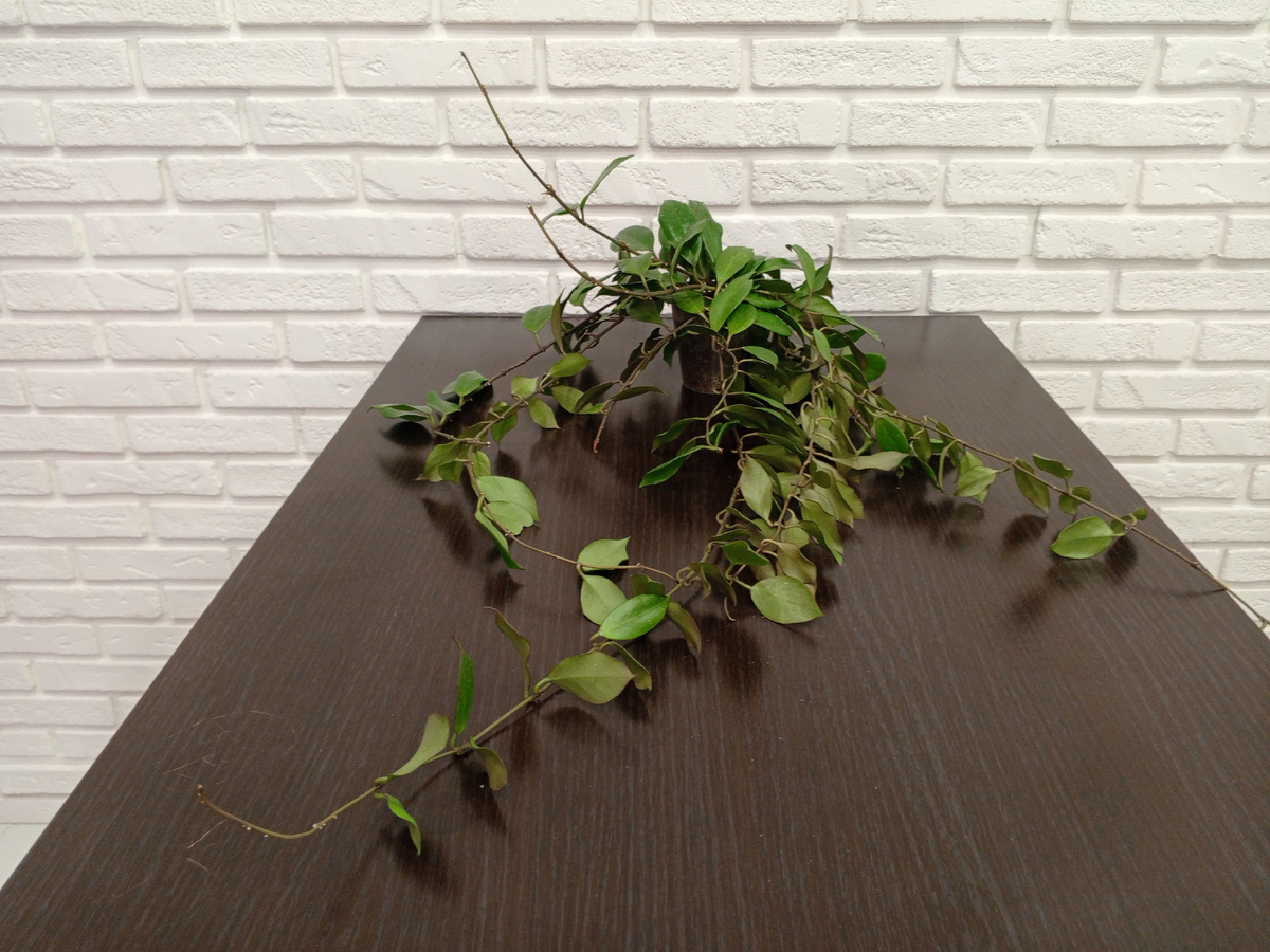 Моя Санрайз готовится к пересадке