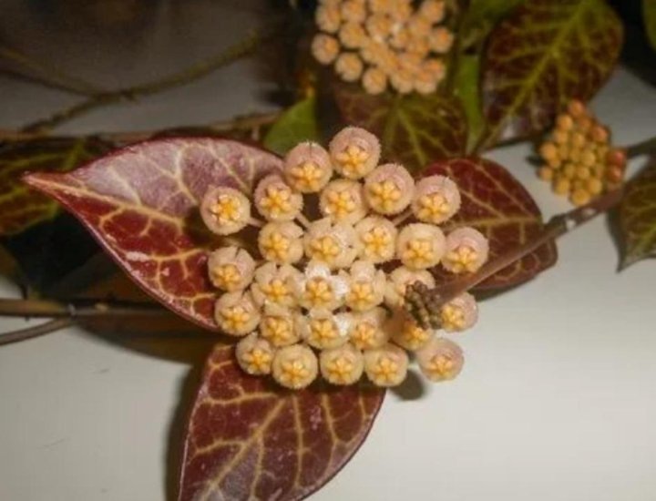 Фото взято из открытых источников интернет