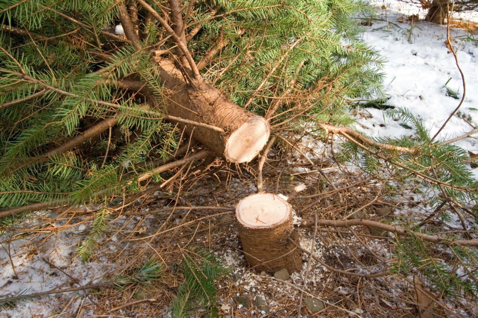    Shutterstock/FOTODOM