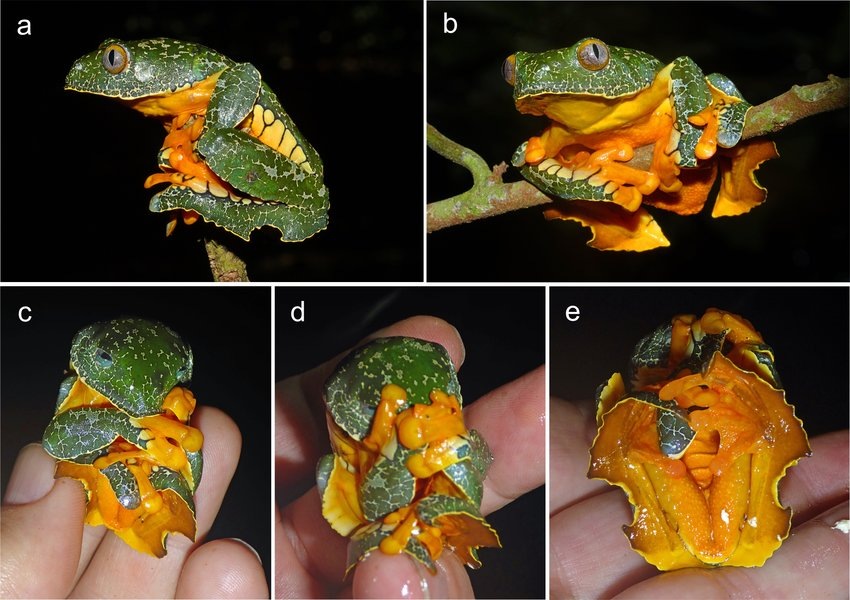 Бахрома на лапах идеально размывает силуэт.