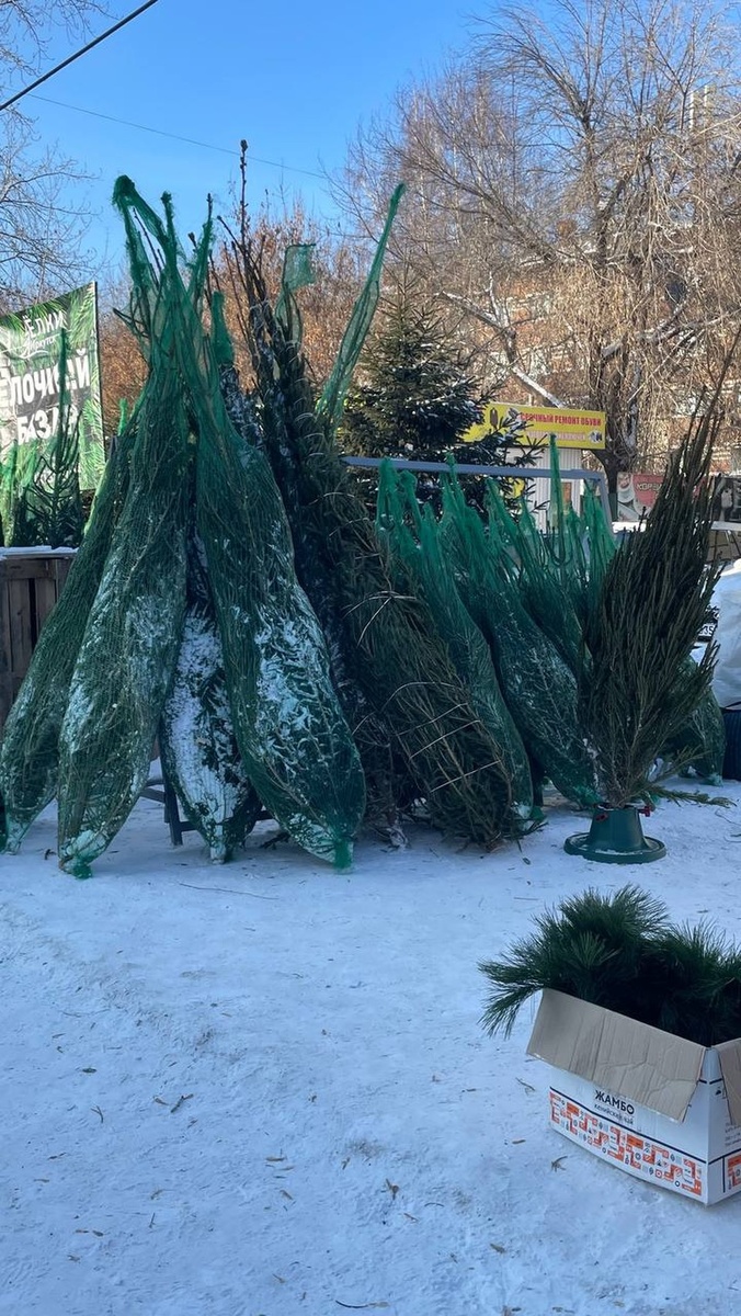    На базарах в Иркутске предлагают пихты, ели и сосны. Фото: Дарья МИНЕЕВА.