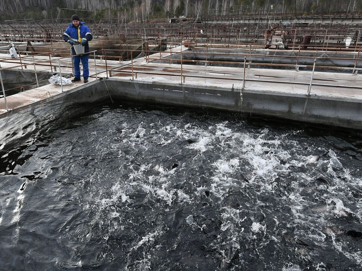    Рыбная ферма "Саянская форель" в Хакасии© РИА Новости . Илья Наймушин