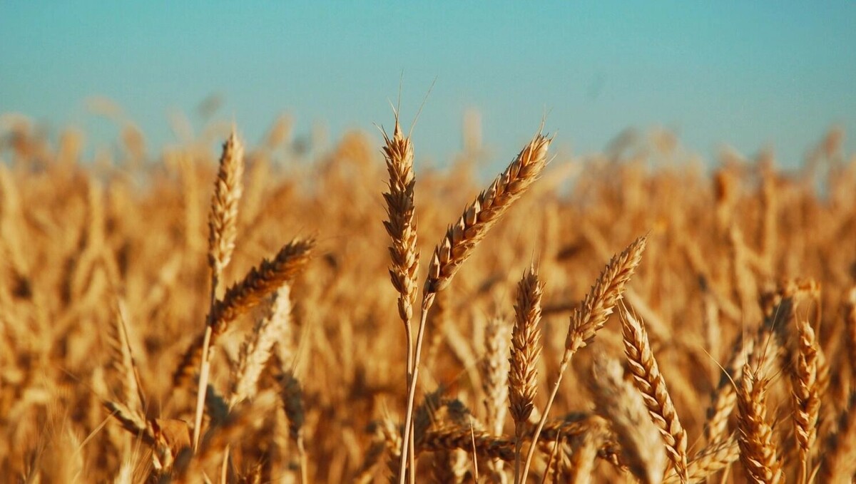     Источник: 1MI