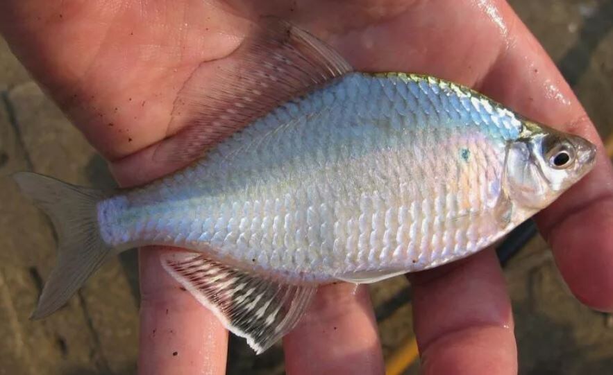 Фото из Интернет, но могло быть и моё)))