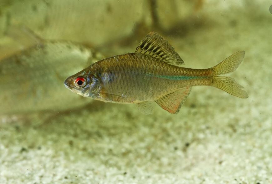 Горчак в аквариуме. Чем не барбус? Фото из Интернет