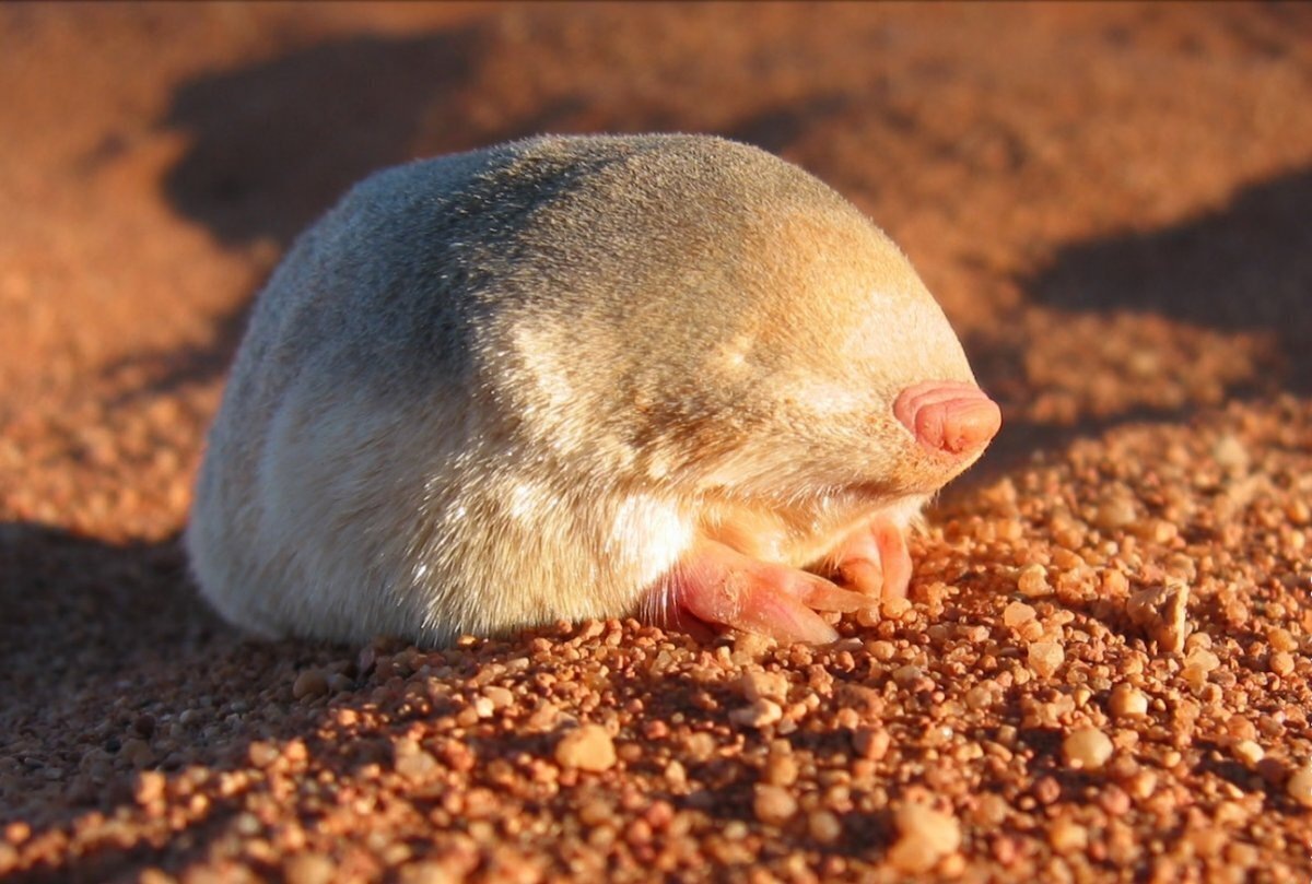 Одним из таких представителей является сумчатый крот. Источник фото - https://golnk.ru/kJrkJ