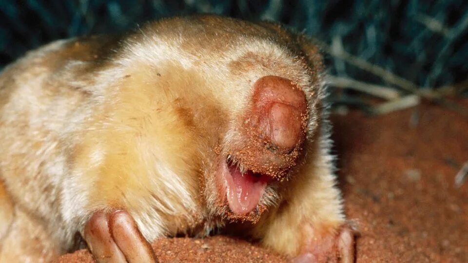 Внешне сумчатые кроты выглядят как миниатюрные машины для земляных работ. Источник фото - https://golnk.ru/NQWEa