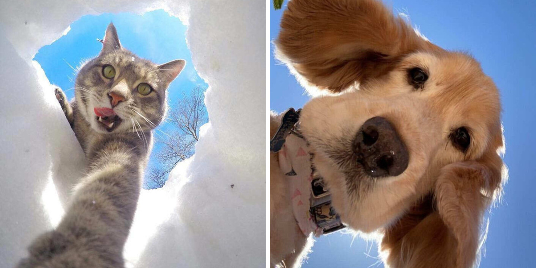 Когда животные делают селфи лучше, чем ты: 15+ кадров чистого обаяния