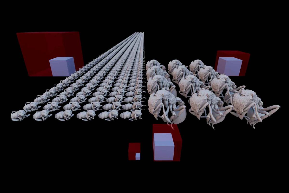    На изображении показаны две разные стратегии в жизни муравьев. Слева представлены рабочие рода Plagiolepis — каждая особь использует относительно тонкий экзоскелет, поэтому колония может быть большой. Справа — Dacetinops: тут особей гораздо меньше, но у них более толстая «броня» / © Julian Katzke