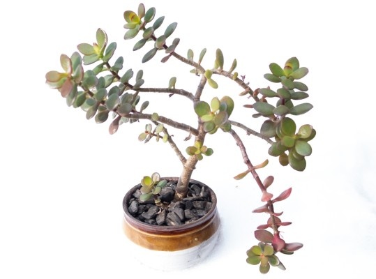 Источник фото shutterstock.com