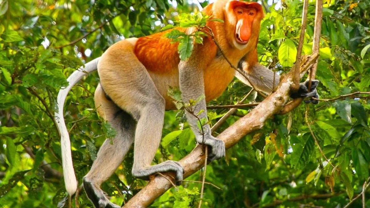 носач - представитель мира приматов, чья внешность словно создана художником-сюрреалистом. Источник фото - https://golnk.ru/xXwzE