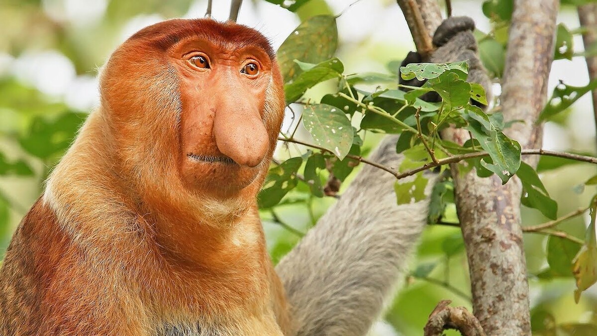 Огромный нос самца носача оказался мощным инструментом коммуникации. Источник фото - https://golnk.ru/5kXre