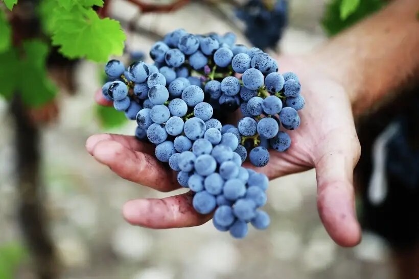  Испанцы верят: чтобы привлечь счастье, удачу и успех в свою жизнь в новом году, нужно ровно в полночь съесть 12 виноградин   © РИА Новости. Виталий Тимкив