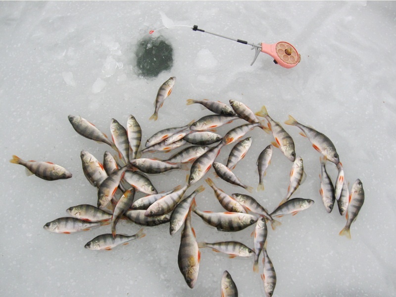 Клевали только окуньки...