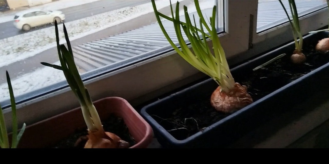 Мой зимний сад. Как всегда, Wildberries. Готовлю салат.