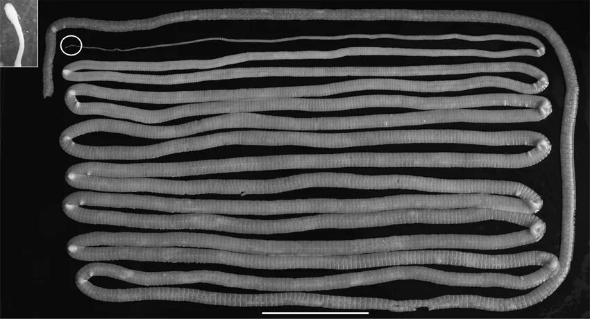 Ленточные черви (цестоды)