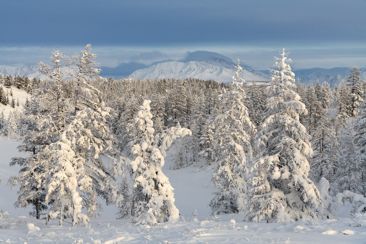 Картинка найдена на просторах интернета, ссылка https://yandex.ru/images/search?from=tabbar&img_url=https%3A%2Fi%2F.pinimg.com%2Foriginals%2Fa8%2F34%2Fа3f%2Fa83р43f851с282079b5e7bd53274cf0591a19.jpg&lr=47&pos=15&rpt=simage&text=%D1%86%D0%B2%D0%B5%D1%82%D1%8B%20%D0%BA%D1%80%D1%83%D0%BF%D0%BD%D0%BE%20%D1%84%D0%BE%D1%82%D0%BE 
