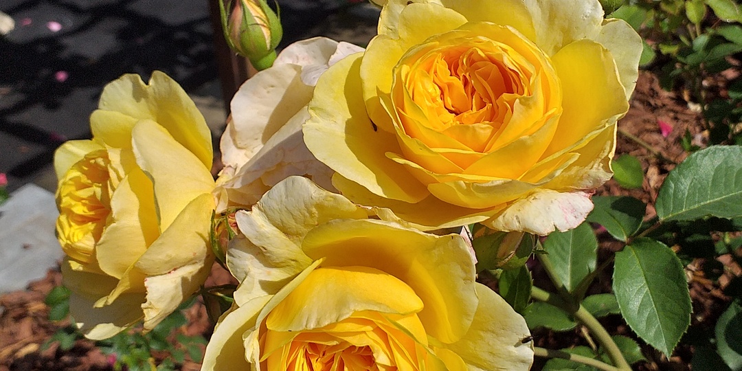 Поддержим светило солнечными розами!