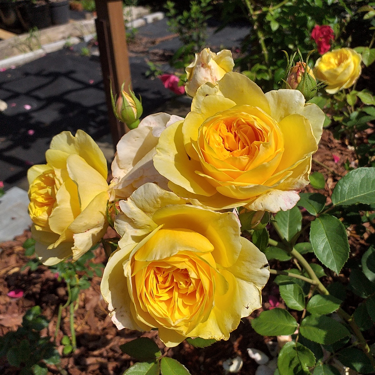 фото автора, роза Грэхэм Томас