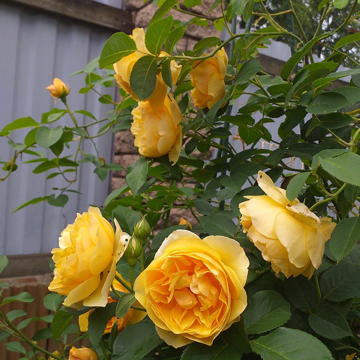 фото автора, роза Голден Селебрейшн