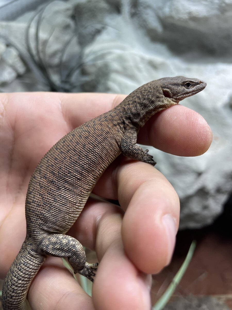 Настоящий дракон, который помещается на ладони.