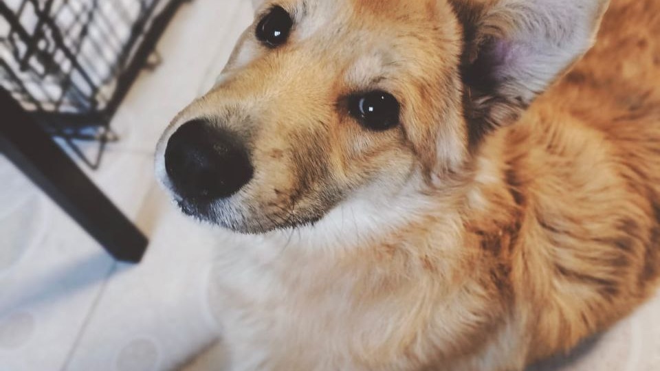 У щенка неделя на поиск дома. Потом - улица.