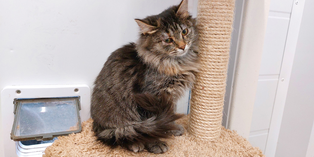 Кошка МАРФУША ищет дом🏡