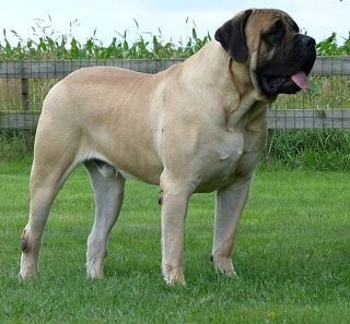 Английский мастиф. Воплощение силы