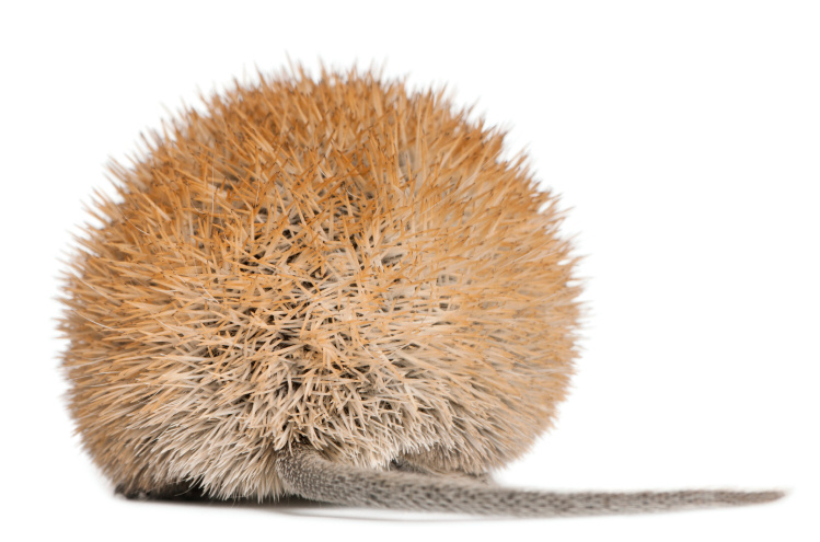 Настоящая броня на спине — отличительная черта этих малышей.