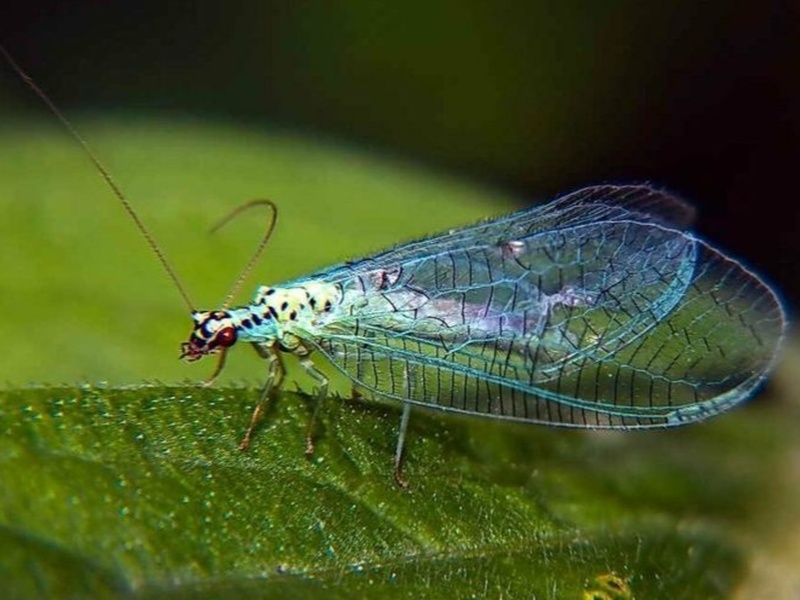     Фото: Россельхознадзор