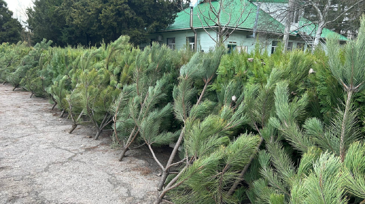 Фото: Новое.Медиа
