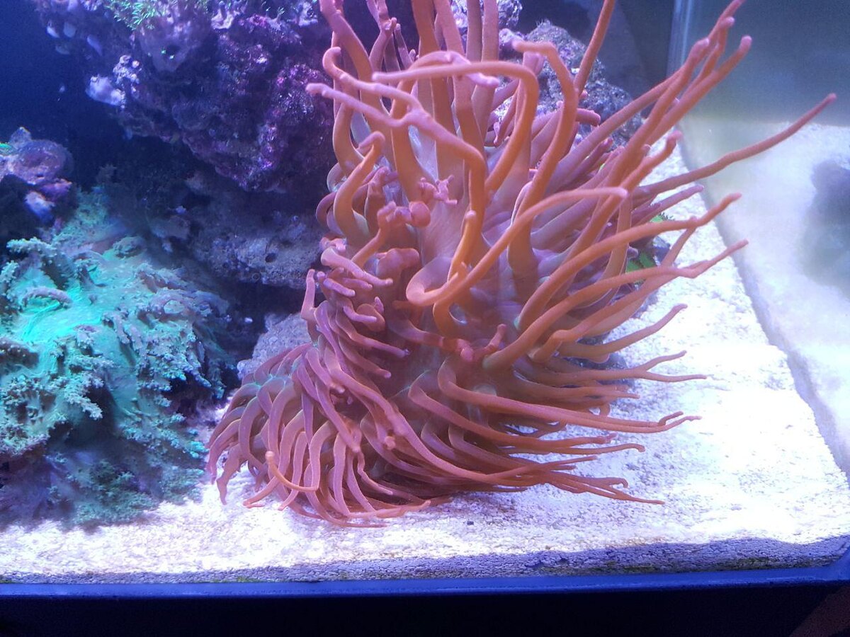 Актиния в поиске лучшей жизни: если ей не нравится место, она просто уходит.