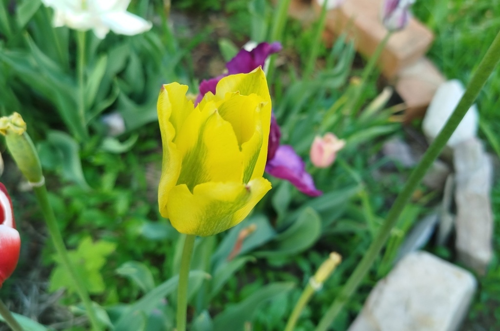  Тюльпан Формоза