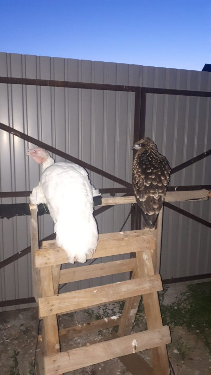 Примерно 3 года назад, попал ко мне в дом птенец коршуна, люди его привезли из леса. Малыш оказался совершенно здоров, просто ему не хватило времени научится летать..  соответсвенно, птичьего ребенка надо было кормить и вырастить. 