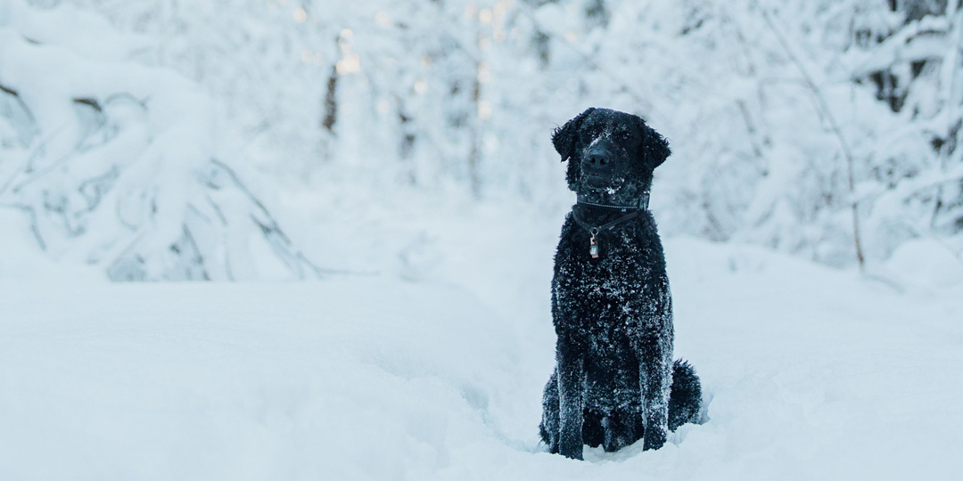 Единственные, кто нам ещё верит