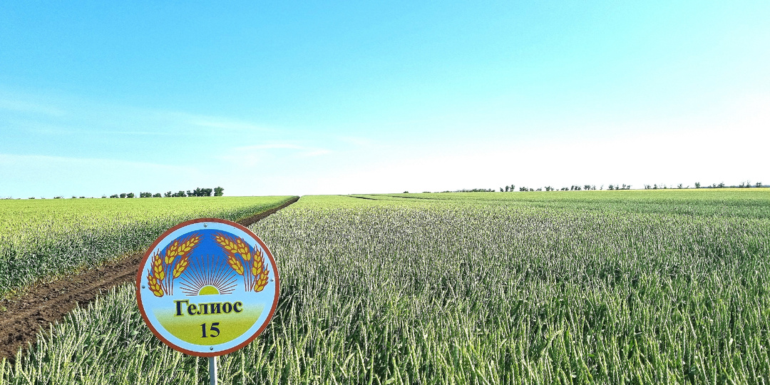 Новый сорт озимой пшеницы Гелиос 15
