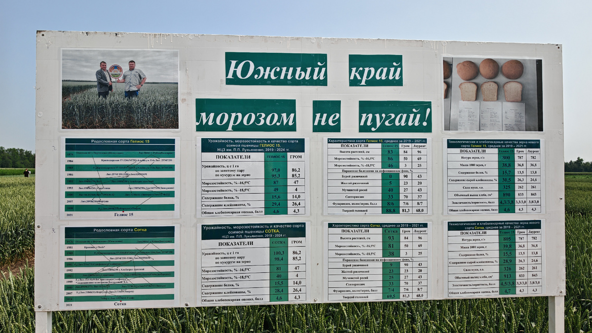 Демострационный стенд : Характеристика сорта