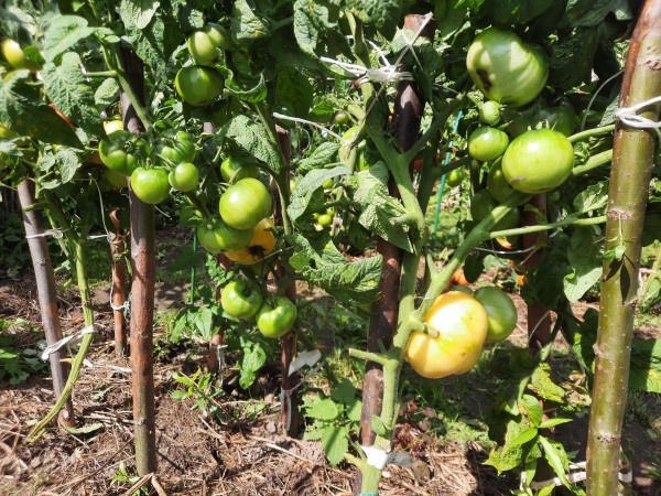 Гном Сладкая Сью, тормоз, каких поискать