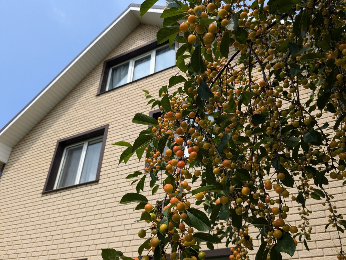 В этом году украшением моего сада была соседская черешня, за которой никто и никогда не ухаживал