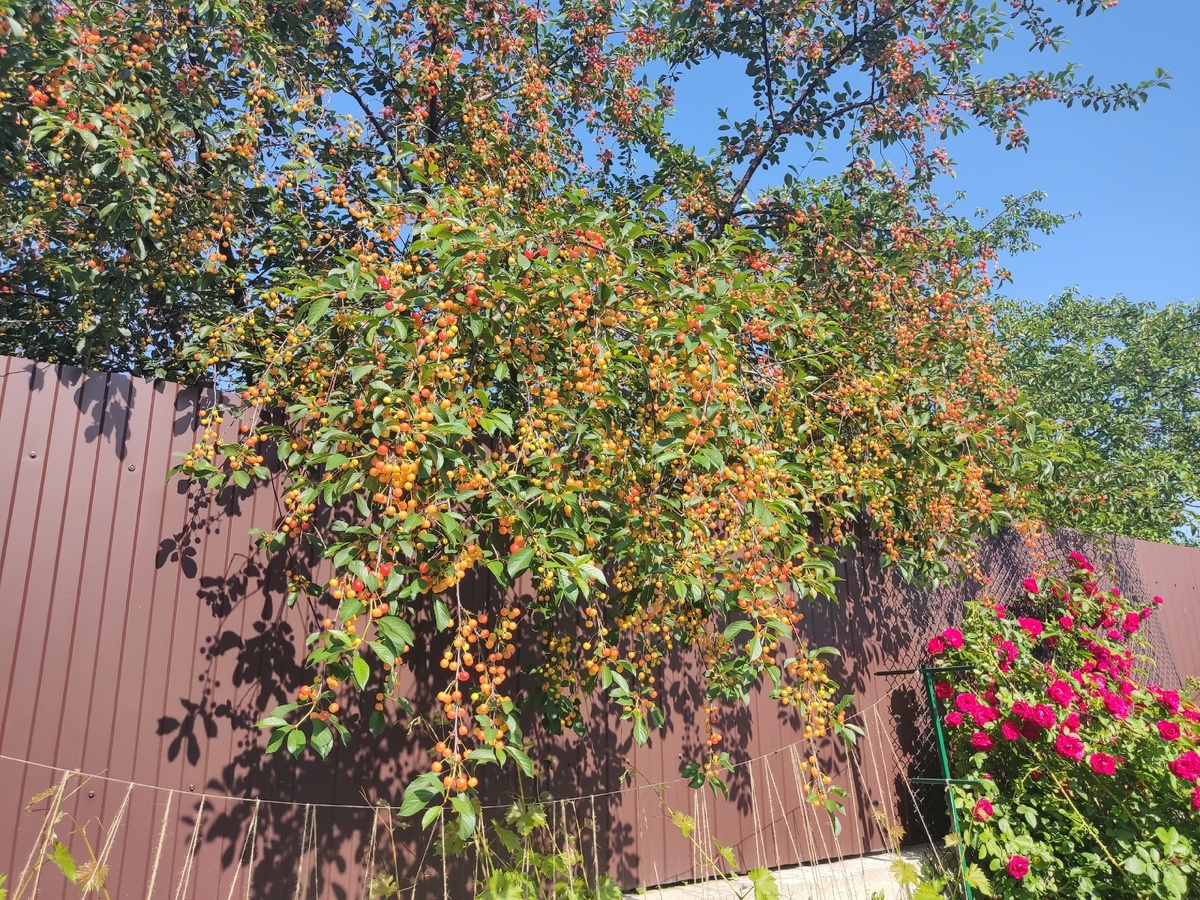 Половина соседской черешни, свесившаяся ко мне через забор - моя по всем моральным законам садоводства