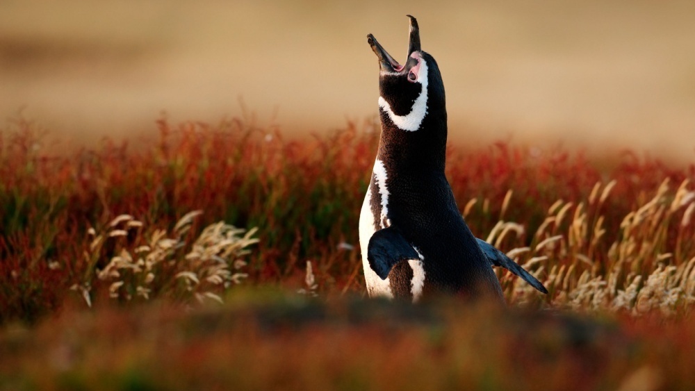     Фото: Ondrej Prosicky/Shutterstock/FOTODOM