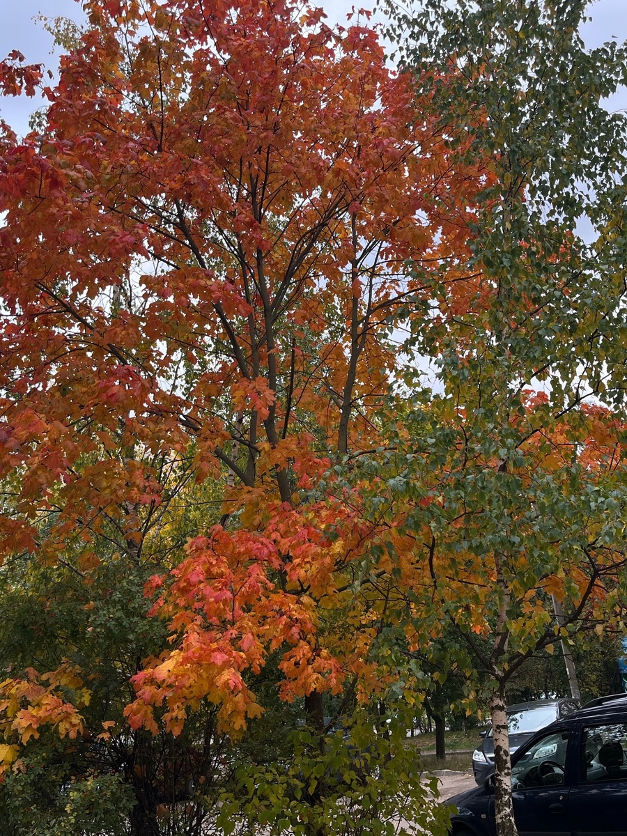 50 лет - начало женской осени, начало увядания.
