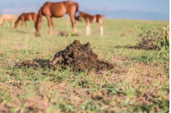 Конский навоз на фоне табуна лошадей. Фото из открытых источников 