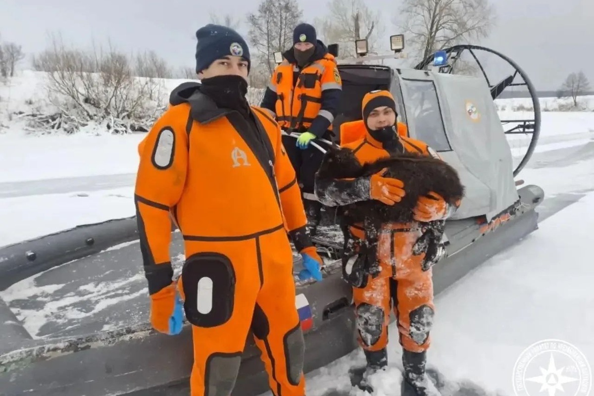    Фото: коллаж RuNews24.ru