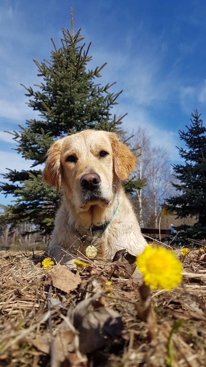 Почему семейные породы вытесняют охранные