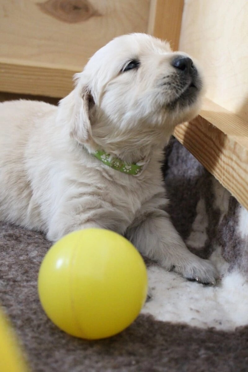 Почему ретриверы стали символом эпохи