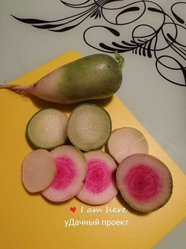 Редька Внучка снизу, выше зеленая маргеланская для сравнения, фото из архива автора